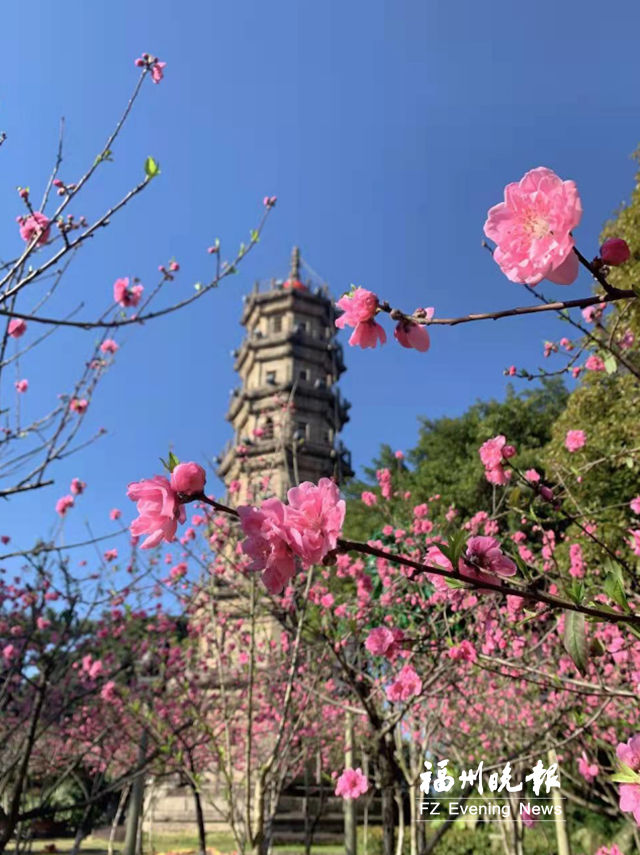 羅星塔下桃花開 賞花踏青正當時