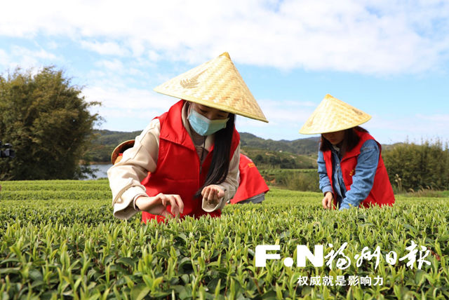 連江長龍以茶促旅走出振興路