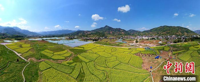 福建閩侯油菜花海引客來(lái)