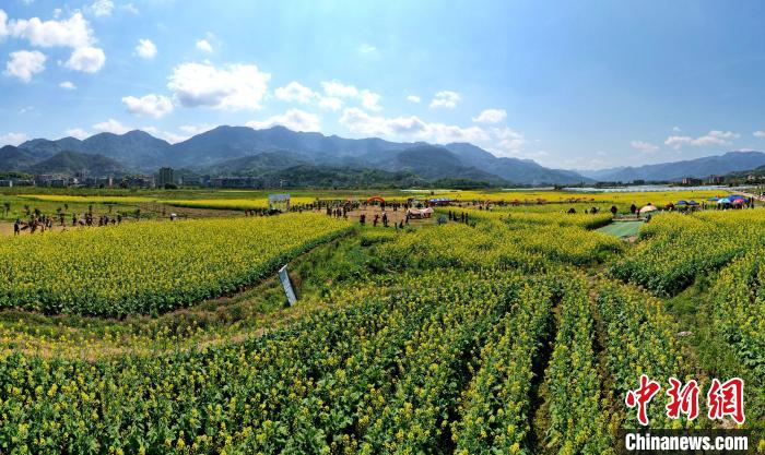 福建閩侯油菜花海引客來(lái)