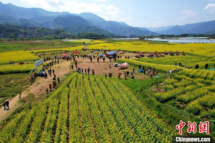 福建閩侯油菜花海引客來(lái)