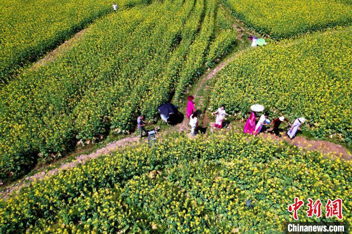 福建閩侯油菜花海引客來(lái)