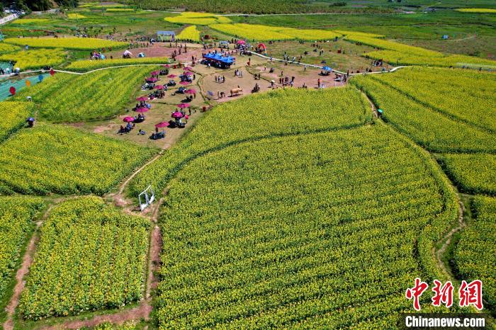 福建閩侯油菜花海引客來(lái)