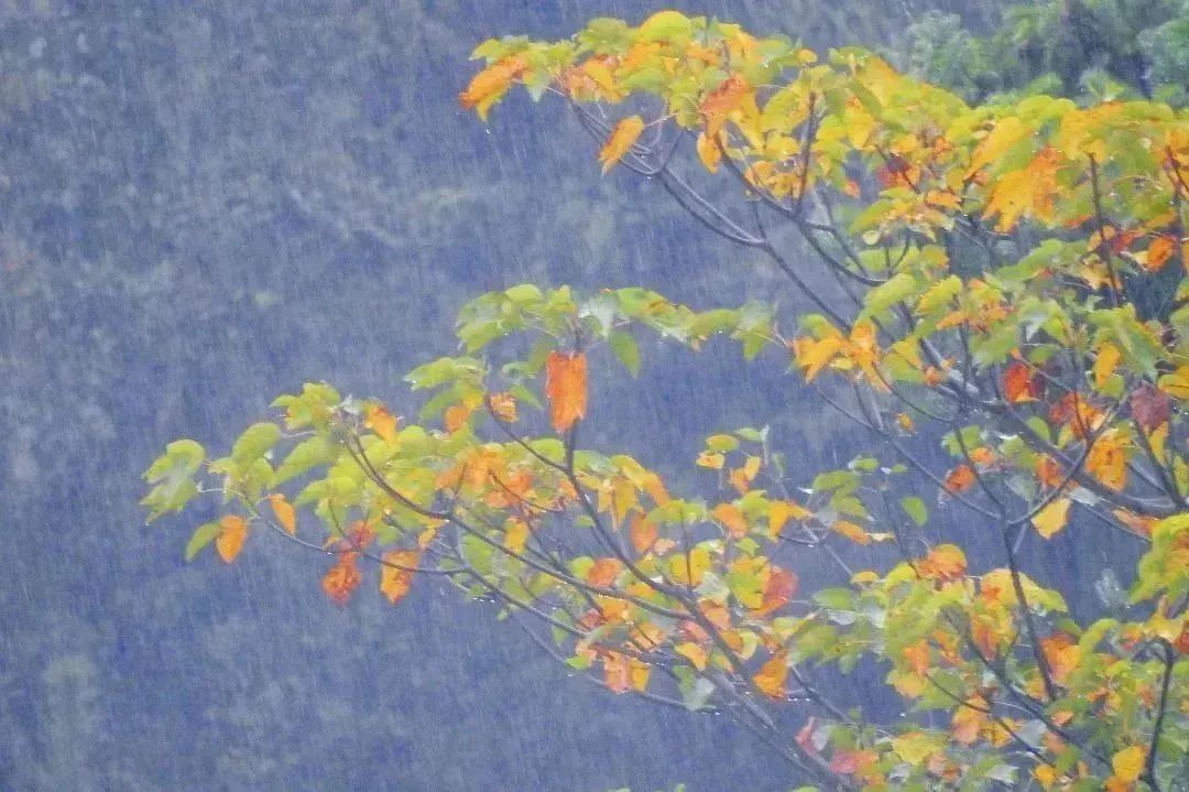 閩清東洋村：煙雨中的山水畫卷