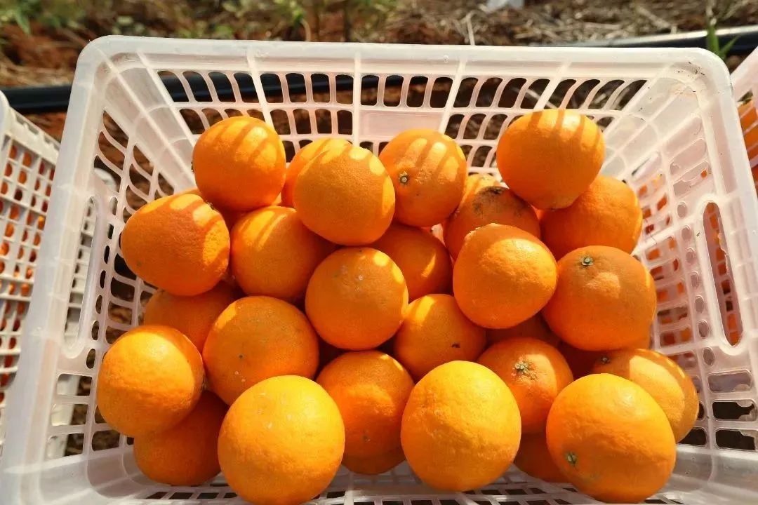 初冬上新！果凍口感，閩清橘中“愛馬仕”迎來采摘季