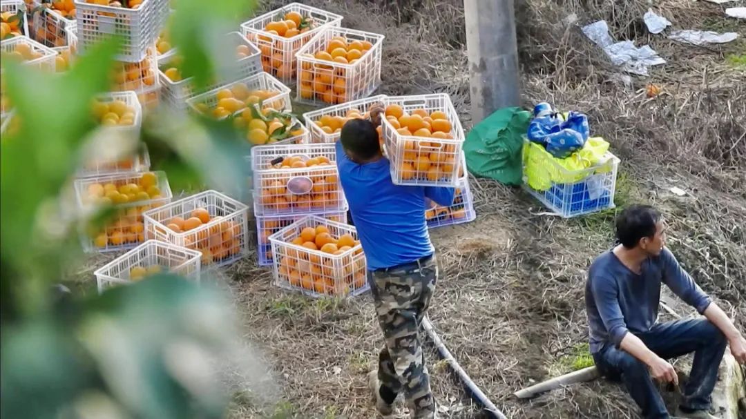 初冬上新！果凍口感，閩清橘中“愛馬仕”迎來采摘季